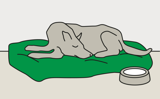 Eine Skizze eines schlafenden Hundes auf einem grünen Kissen; rechts vor dem Kissen steht ein Wassernapf