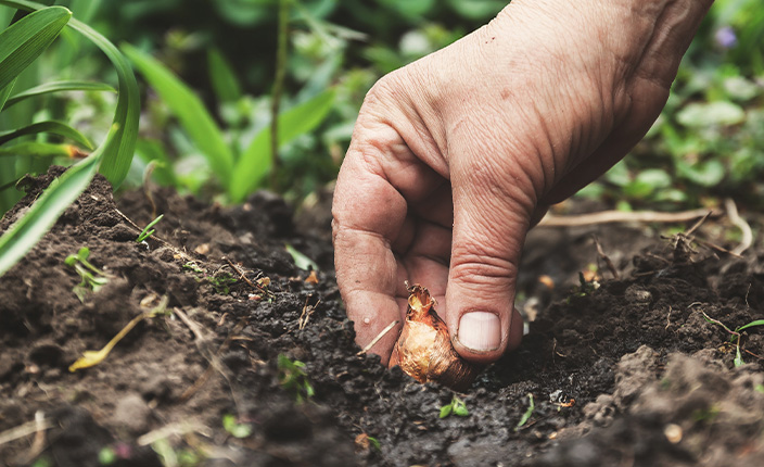 Blumenzwiebeln pflanzen Blumenzwiebeln pflanzen