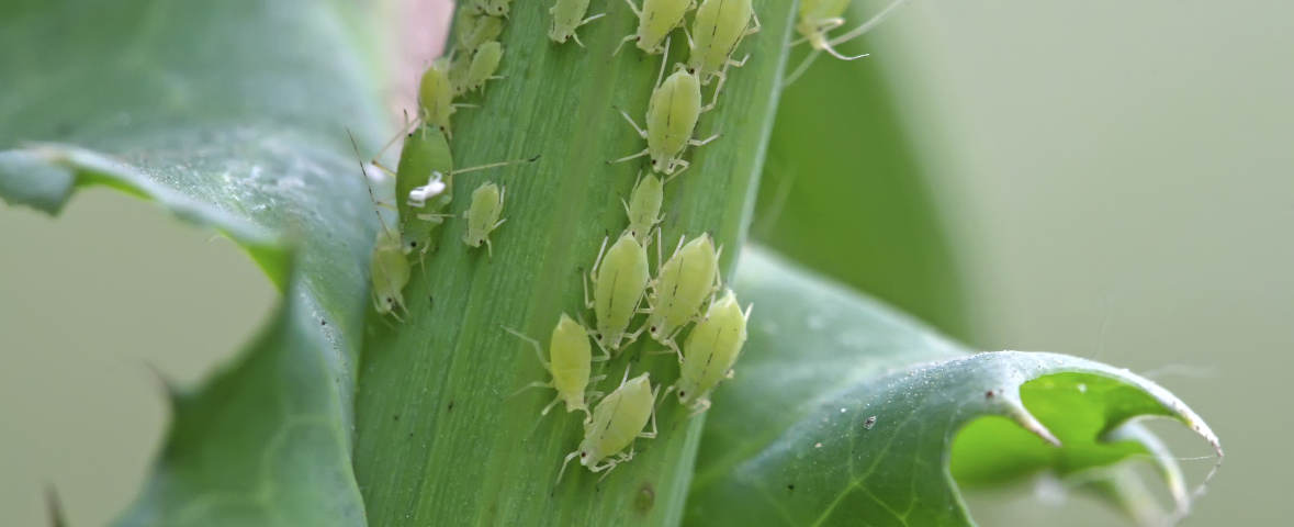Mehrere grüne Blattläuse sitzen dicht gedrängt auf dem Stiel einer Pflanze. Die Nahaufnahme zeigt deutlich die Struktur der Insekten und die Schäden an den umgebenden Blättern