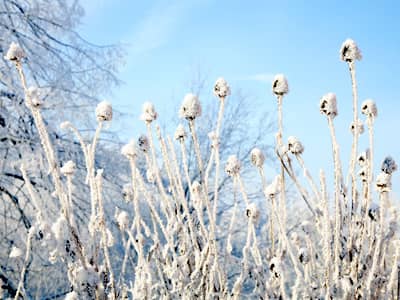 Schnee bedeckte Blumen