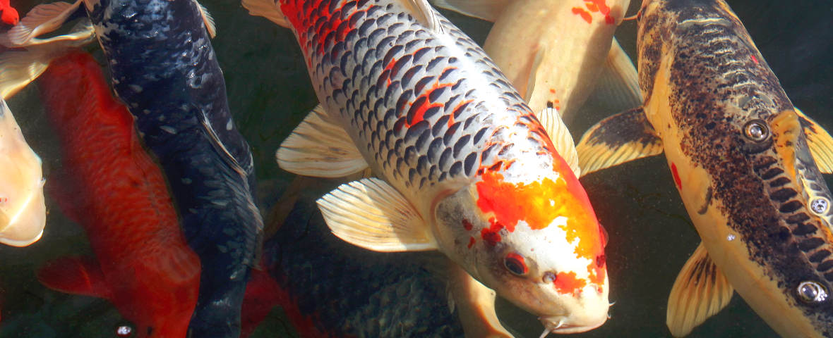 Mehrere farbenprächtige Koi-Karpfen schwimmen dicht beieinander an der Wasseroberfläche. Die Fische zeigen unterschiedliche Muster in Weiß, Rot, Schwarz, Orange und Gelb.