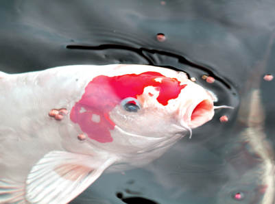 Ein weißer Koi-Karpfen mit auffälligem roten Fleck auf dem Kopf schwimmt an der Wasseroberfläche und frisst schwimmende Futterpellets.