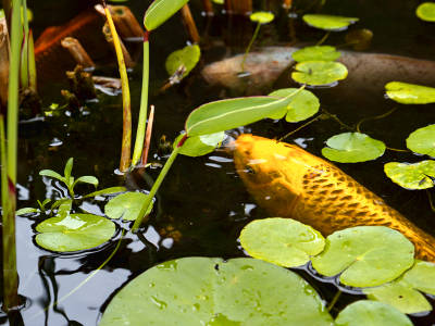 Ein gelb-schwarzer Koi-Karpfen schwimmt unter Wasserpflanzen mit runden Schwimmblättern an der Oberfläche eines Gartenteichs.