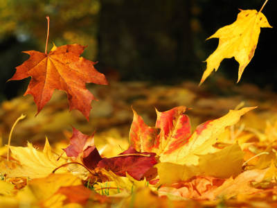 Mehrere bunte Ahornblätter in leuchtendem Gelb, Orange und Rot fallen auf den Boden