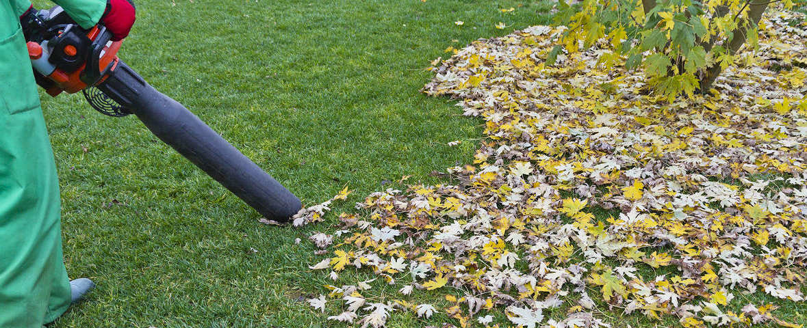 Eine Person entfernt mit einem motorisierten Laubsauger herabgefallene Blätter von einer Rasenfläche neben einem Baum