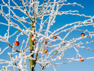 Schnee bedeckter Obstbaum