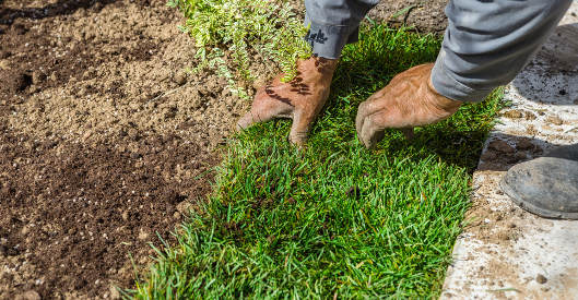 Ein Gärtner verlegt frischen Rollrasen auf vorbereiteten Boden. Mit den Händen drückt er die Rasenkante sorgfältig an, rechts ist ein Gehweg zu sehen