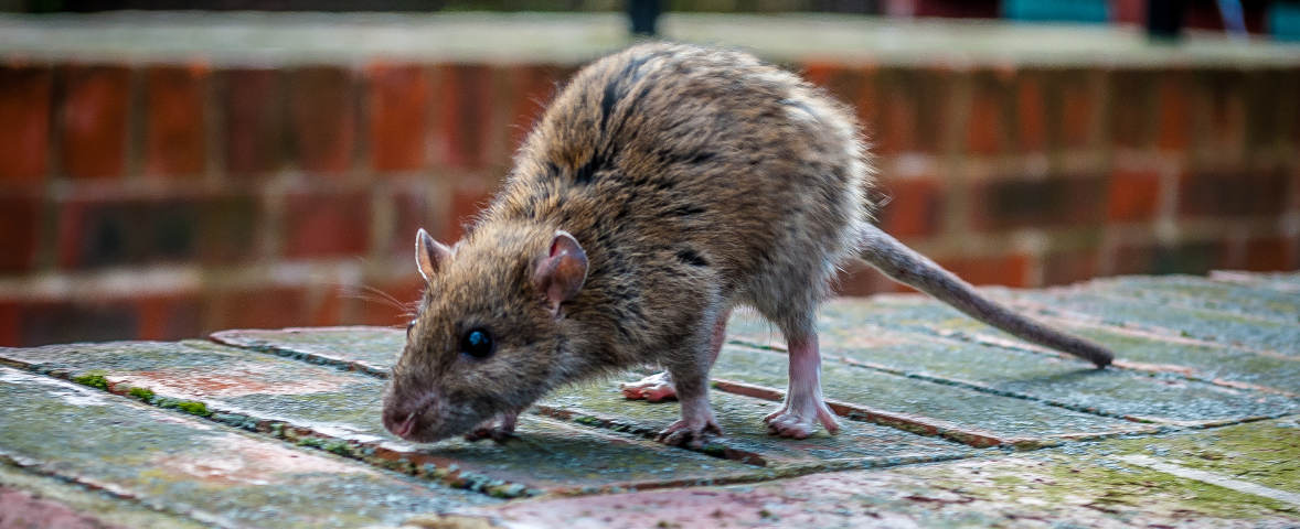 Was tun gegen Ratten?