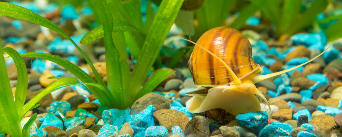Eine Apfelschnecke mit gelb-braun gestreiftem Gehäuse kriecht auf buntem Kiesboden durch ein bepflanztes Aquarium.