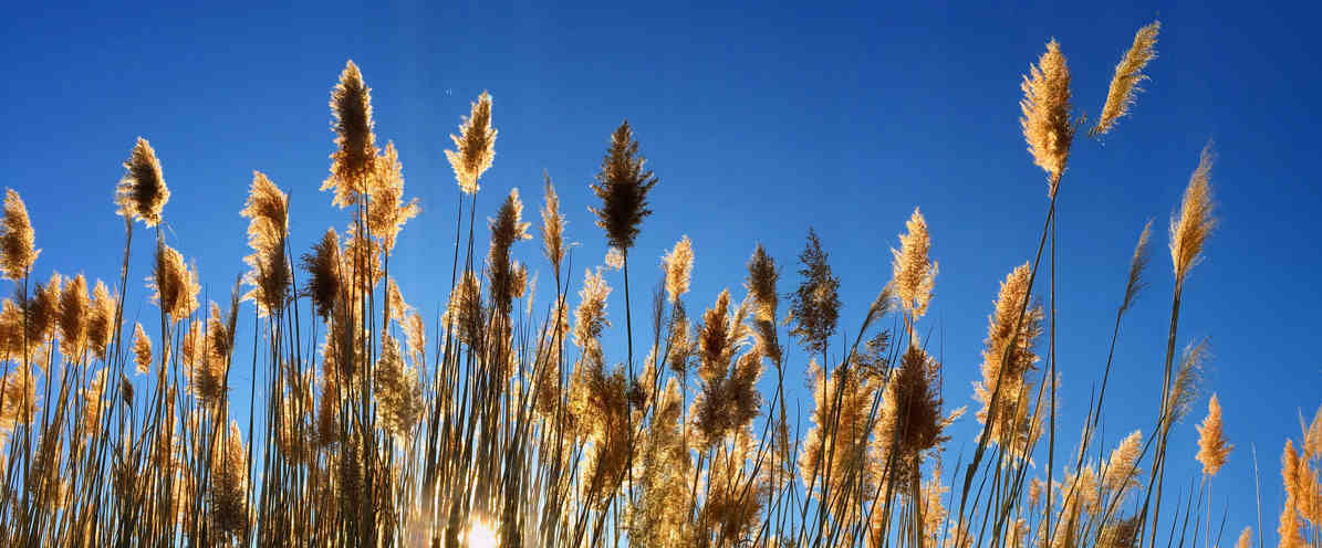 Ziergräser mit blauem Himmel